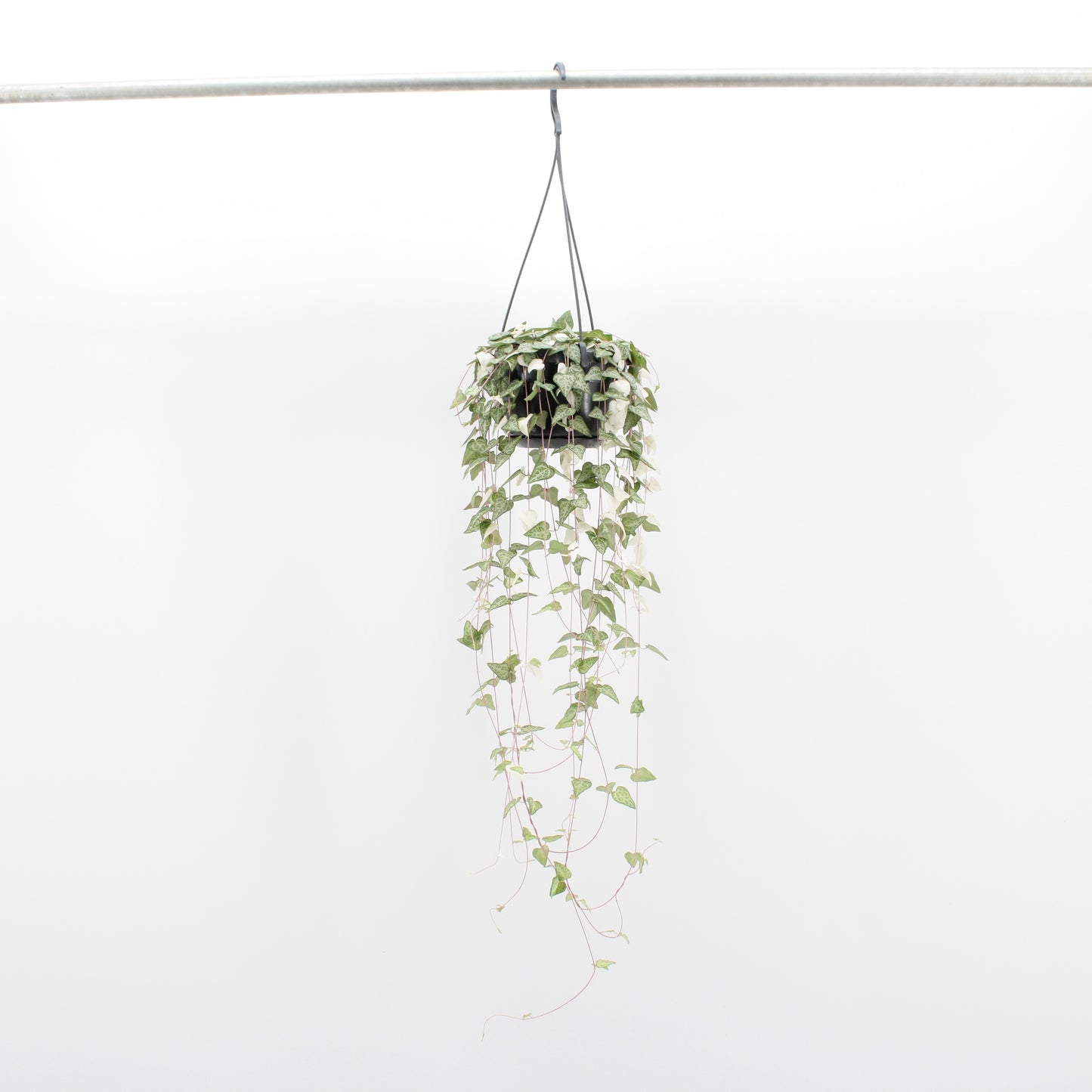 Ceropegia linearis Luuk 40cm 14cm Pot