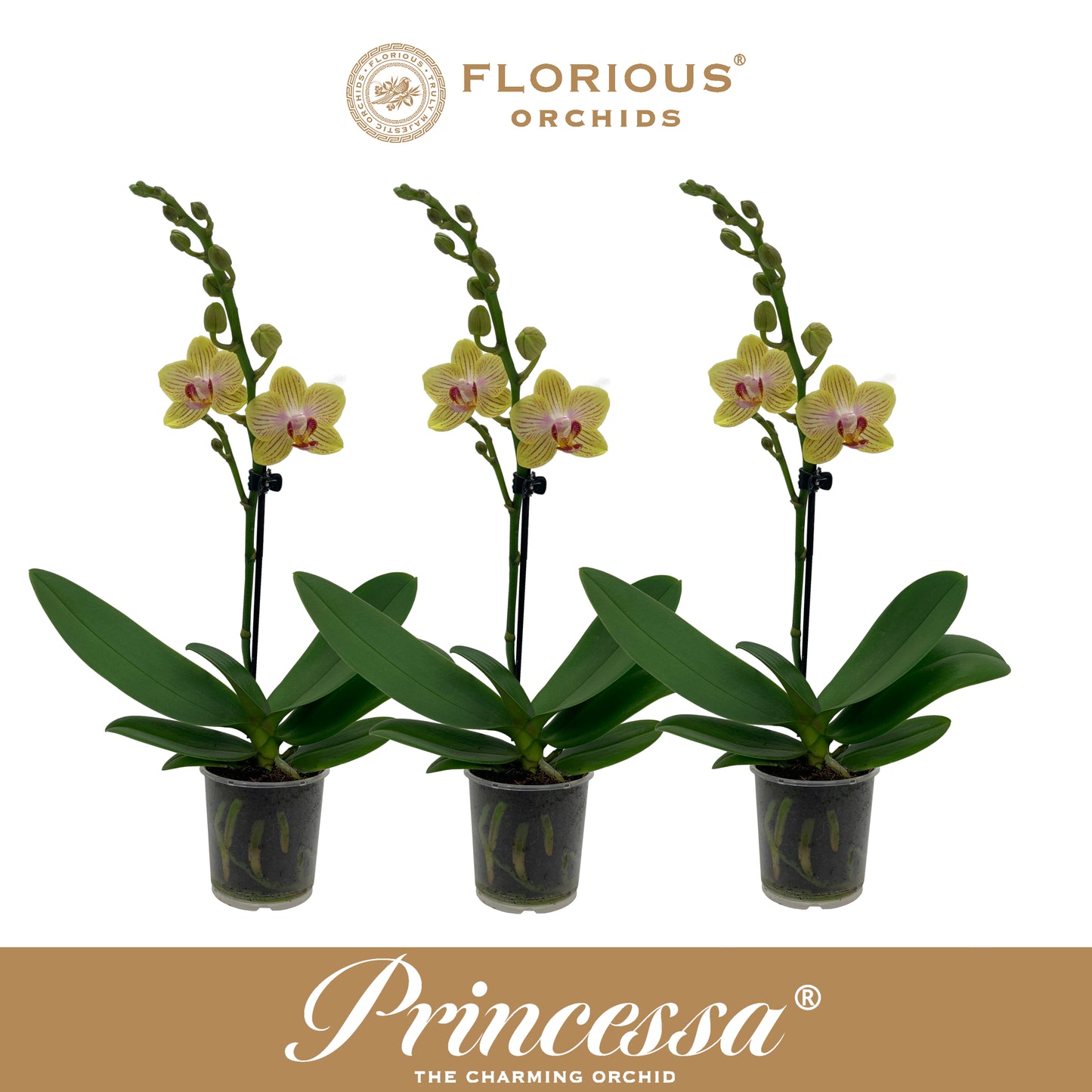 Florious Orchids Phalaenopsis yellow Pack of 12