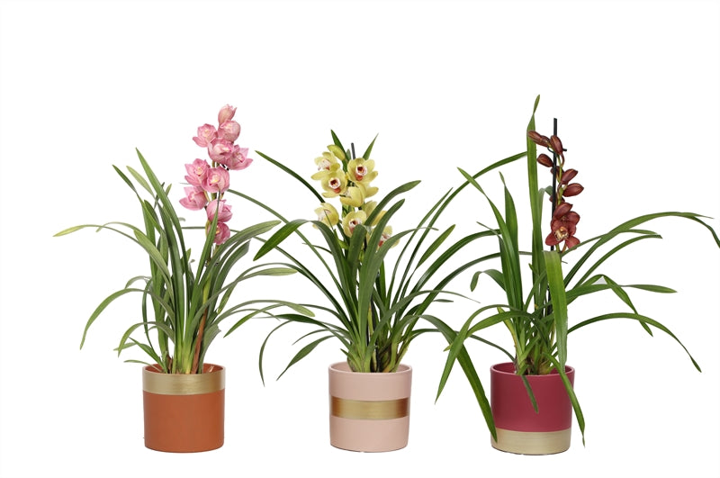 Cymbidium mix 50cm 12cm Pot