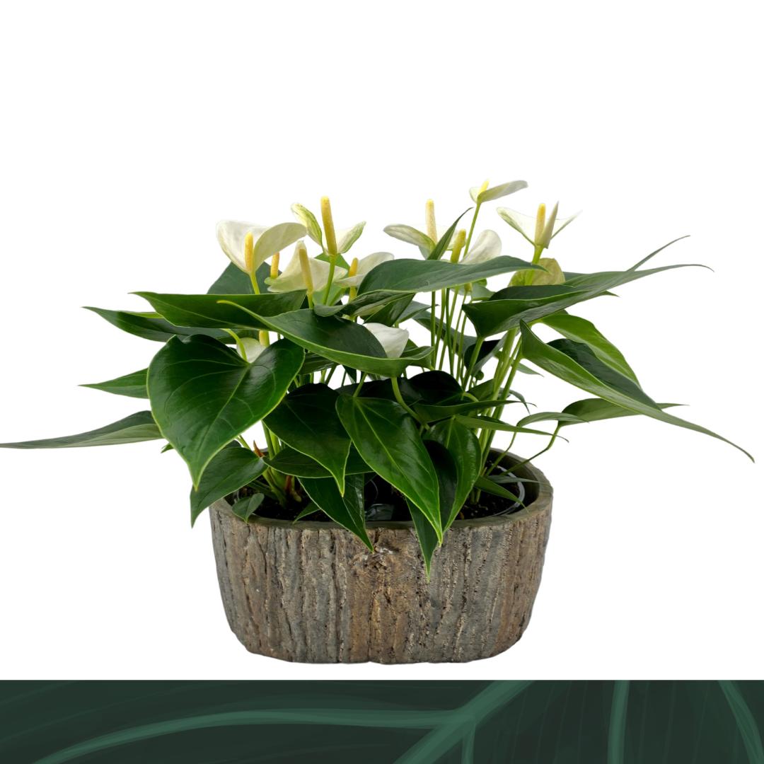 Anthurium Elido (+ drp.ceramic) 30cm 9cm Pot