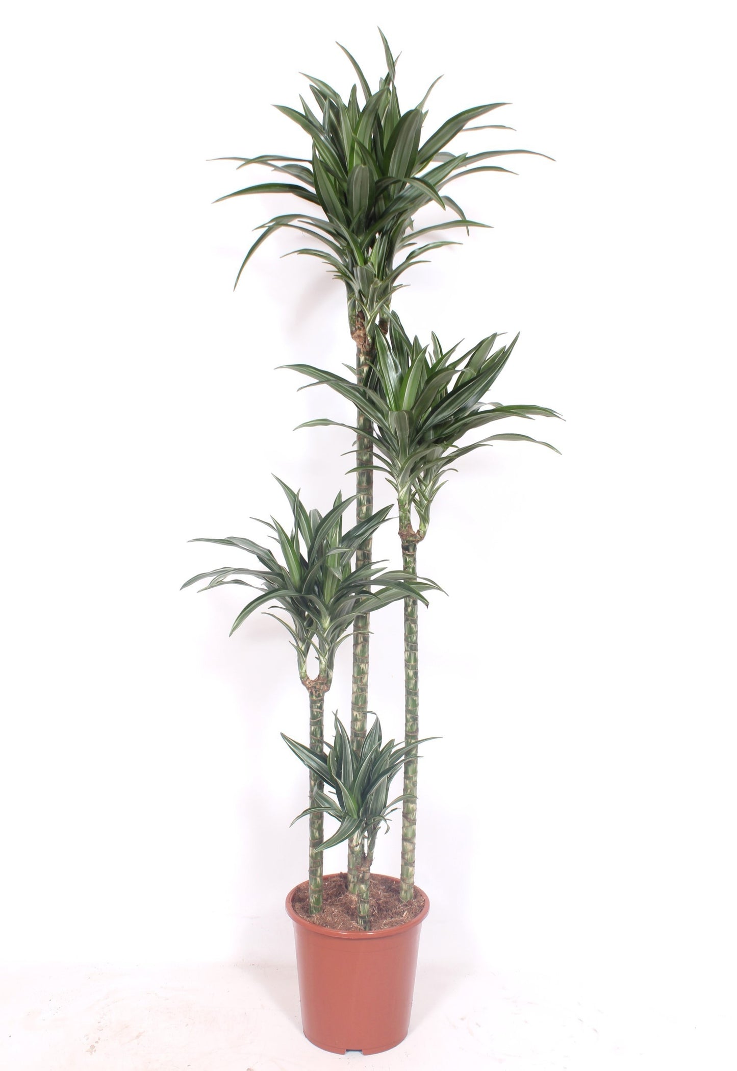 Dracaena frag. Ulises 180cm 27cm Pot