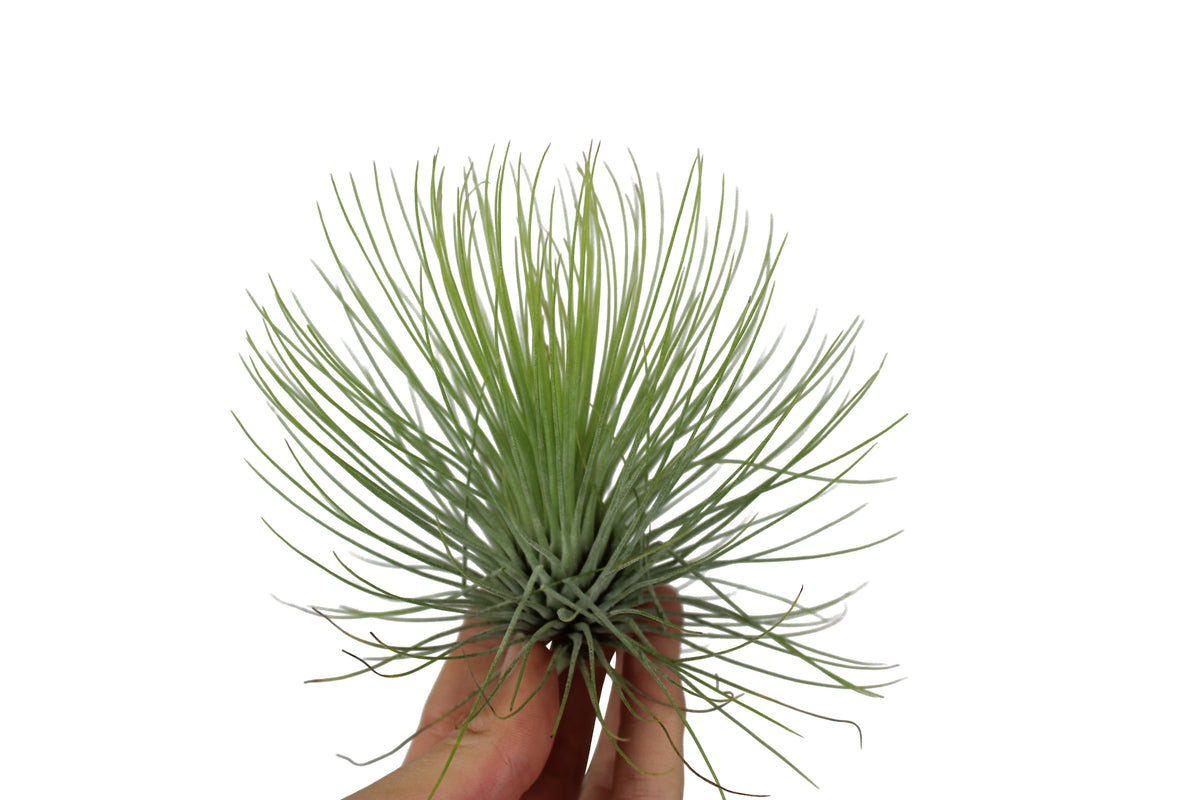 Tillandsia ionantha 10cm 10cm Pot