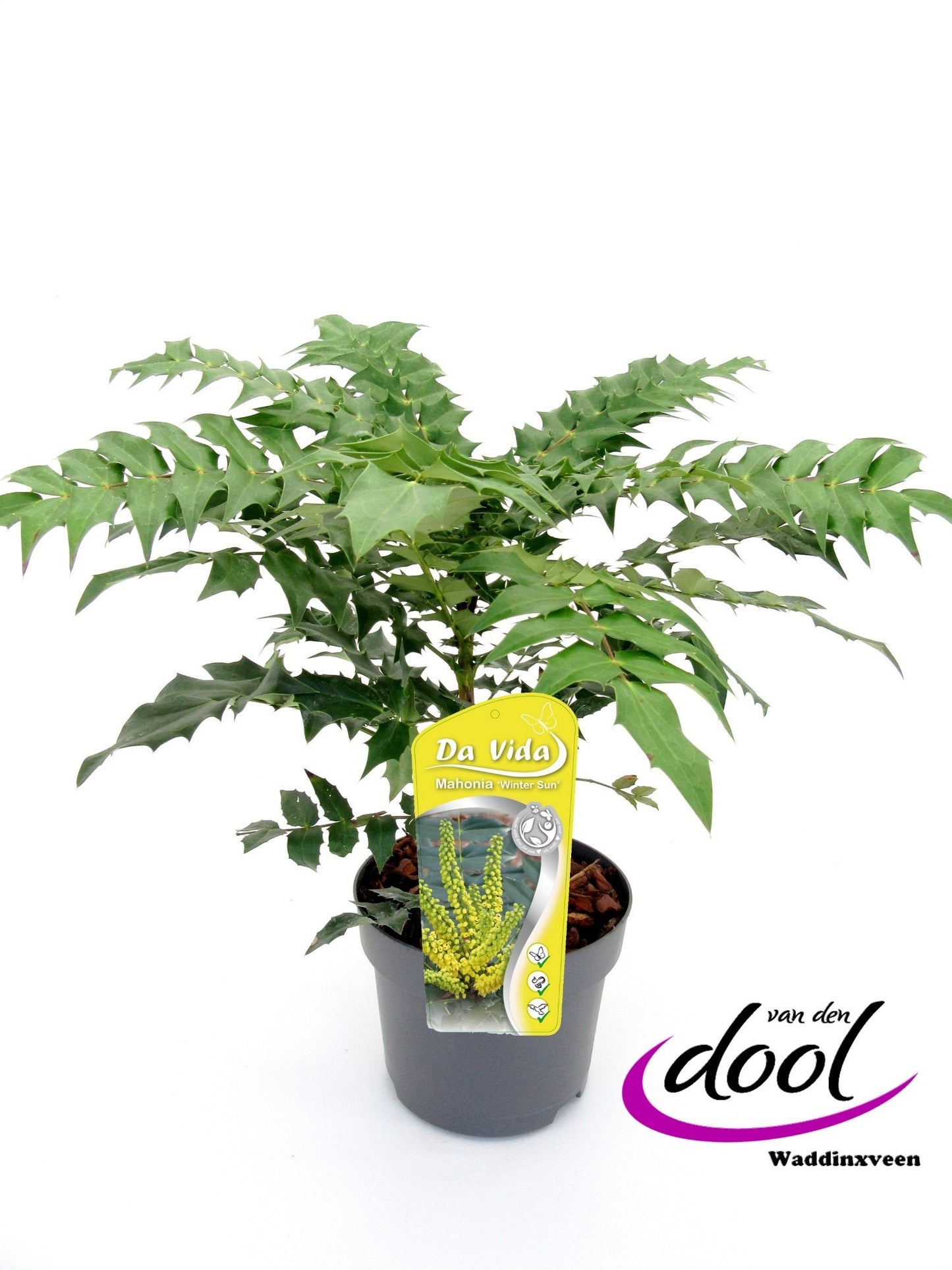 Van den Dool Cultures BV Mahonia med. Winter Sun Pack of 1