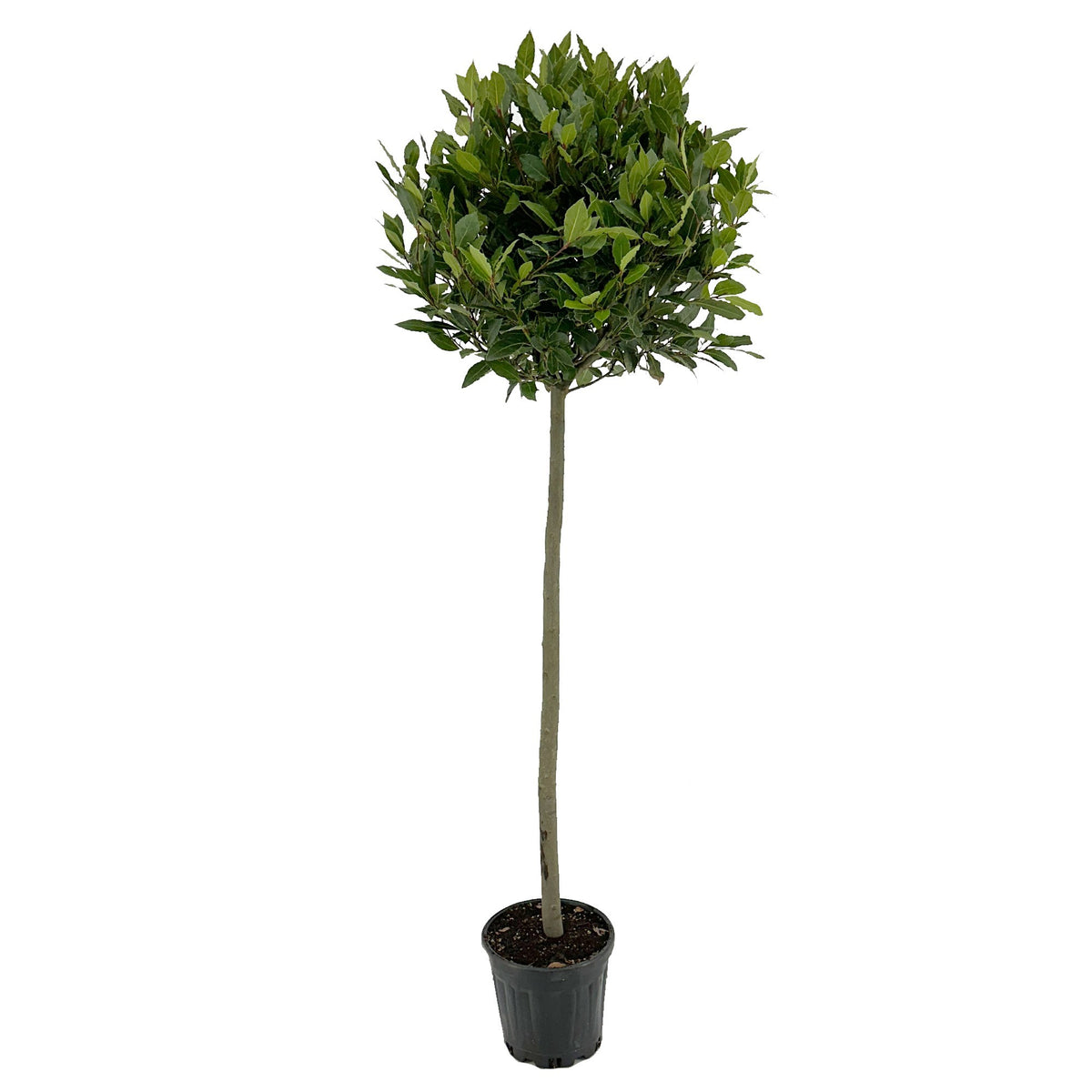 Laurus nobilis 170cm 25cm Pot