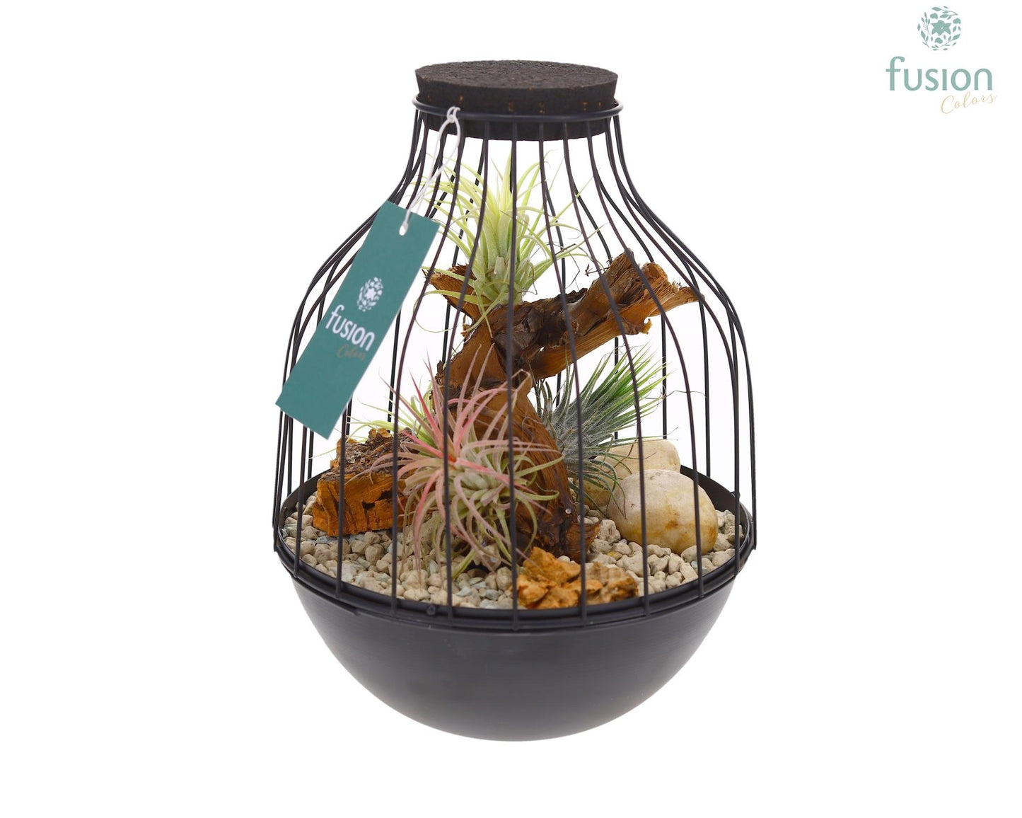 arr. Tillandsia 25cm 19cm Pot