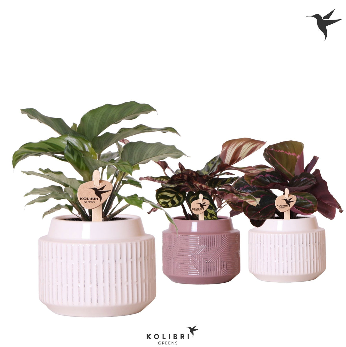Calathea mix 24cm 9cm Pot
