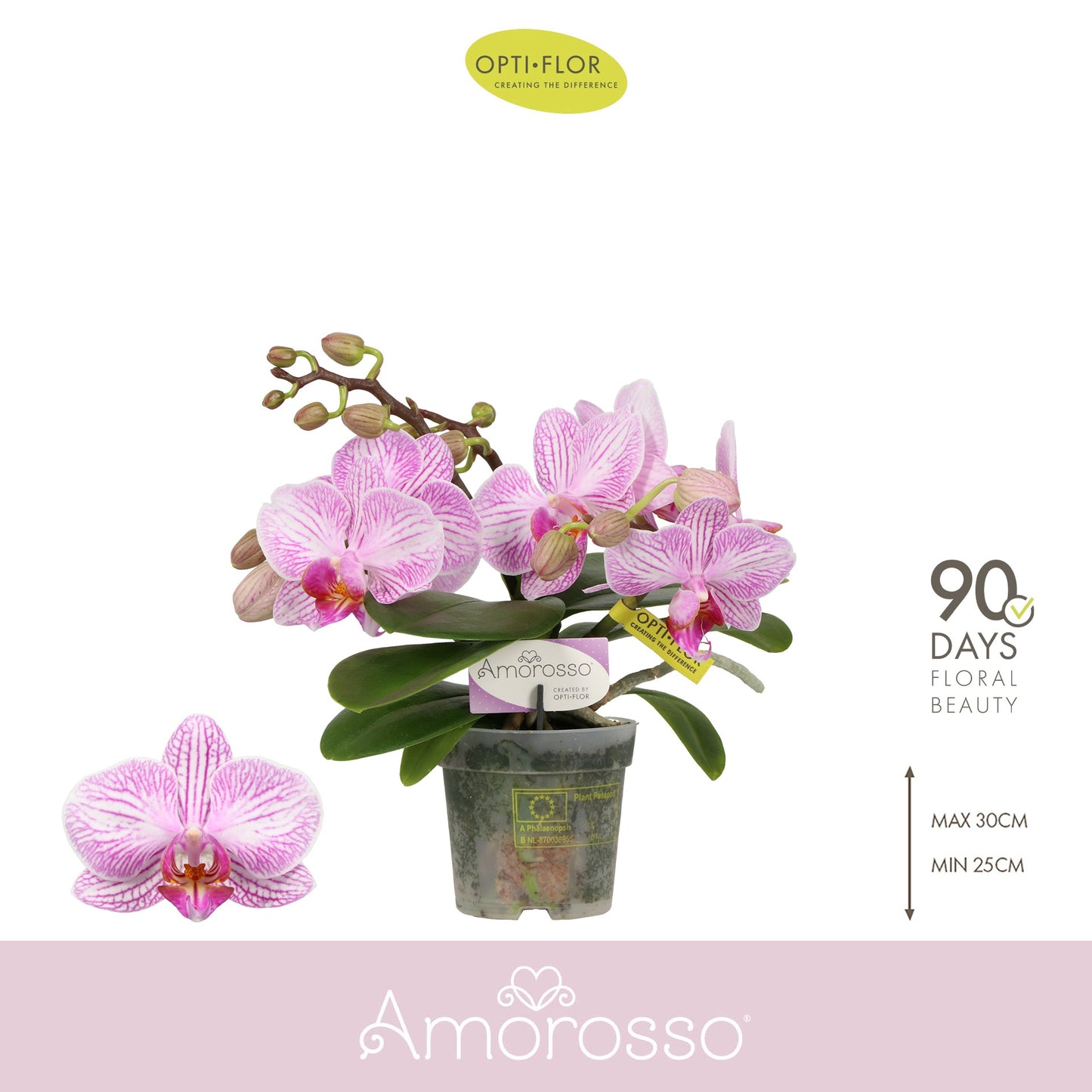 Phalaenopsis multi flower Amorosso Merlini 25cm 7cm Pot