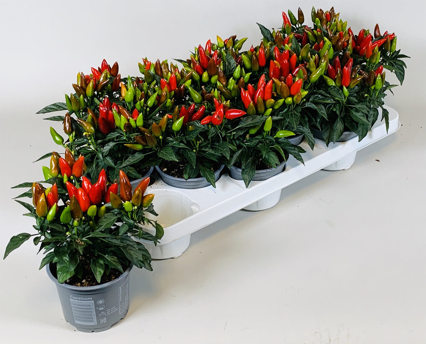 Capsicum ann. Salsa Red 15cm 510cm Pot