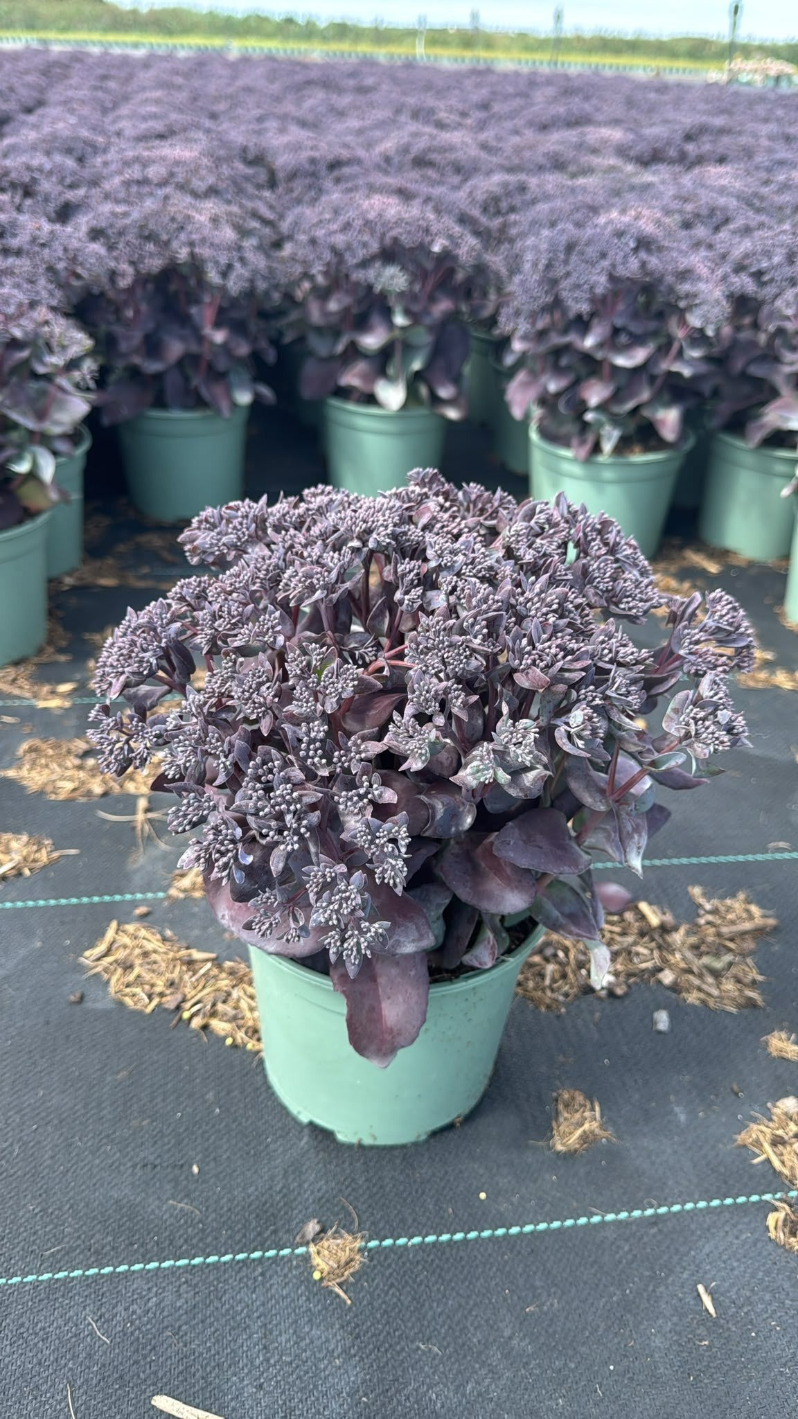 Woudenberg, VOF Gebr. van Sedum Purple Emperor Pack of 1