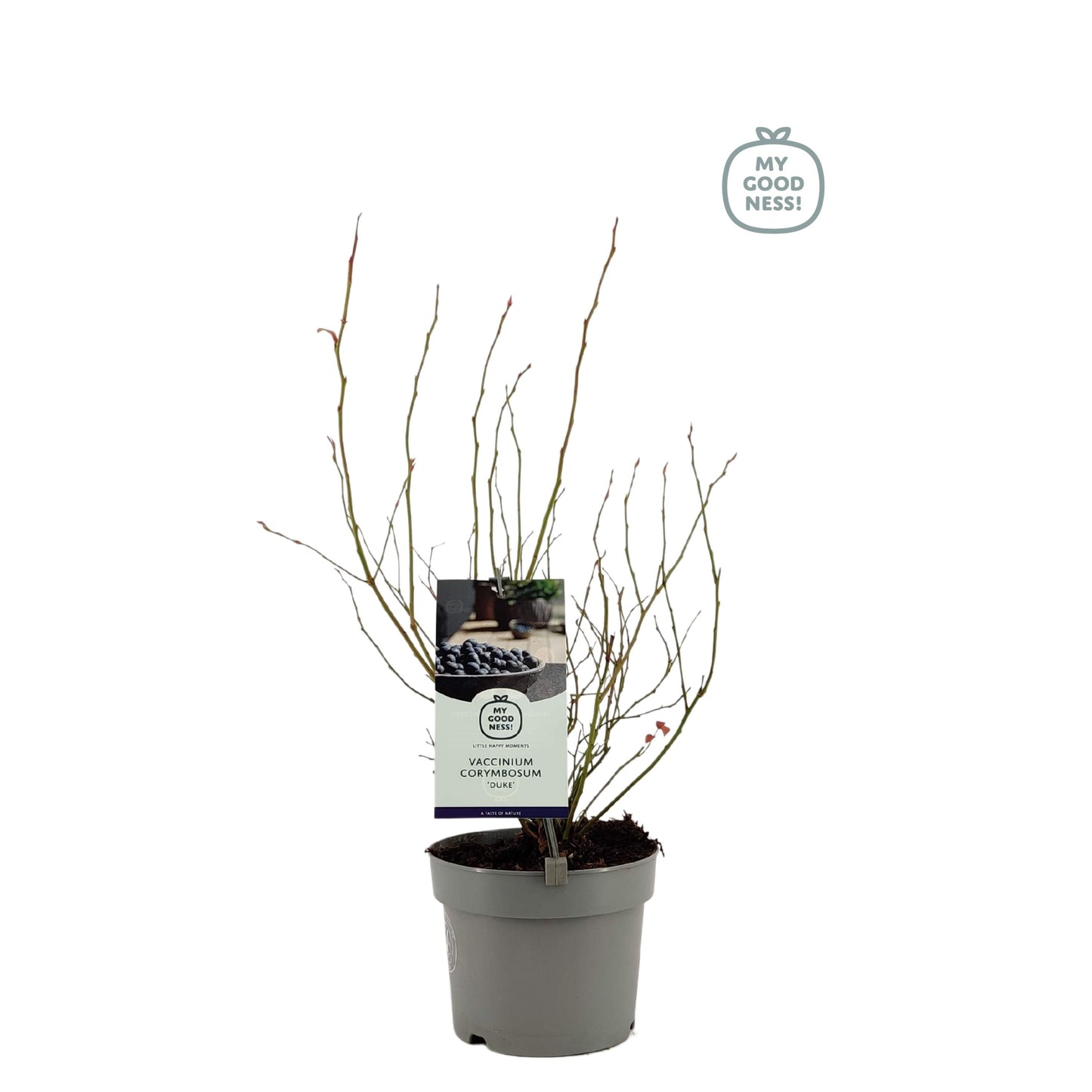 Vaccinium corymbosum ("Blueberry") 30cm 17cm Pot