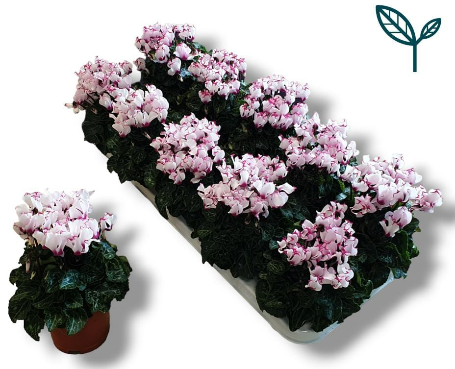 Bergcamp, kwekerij Cyclamen Metis Victoria Pack of 10