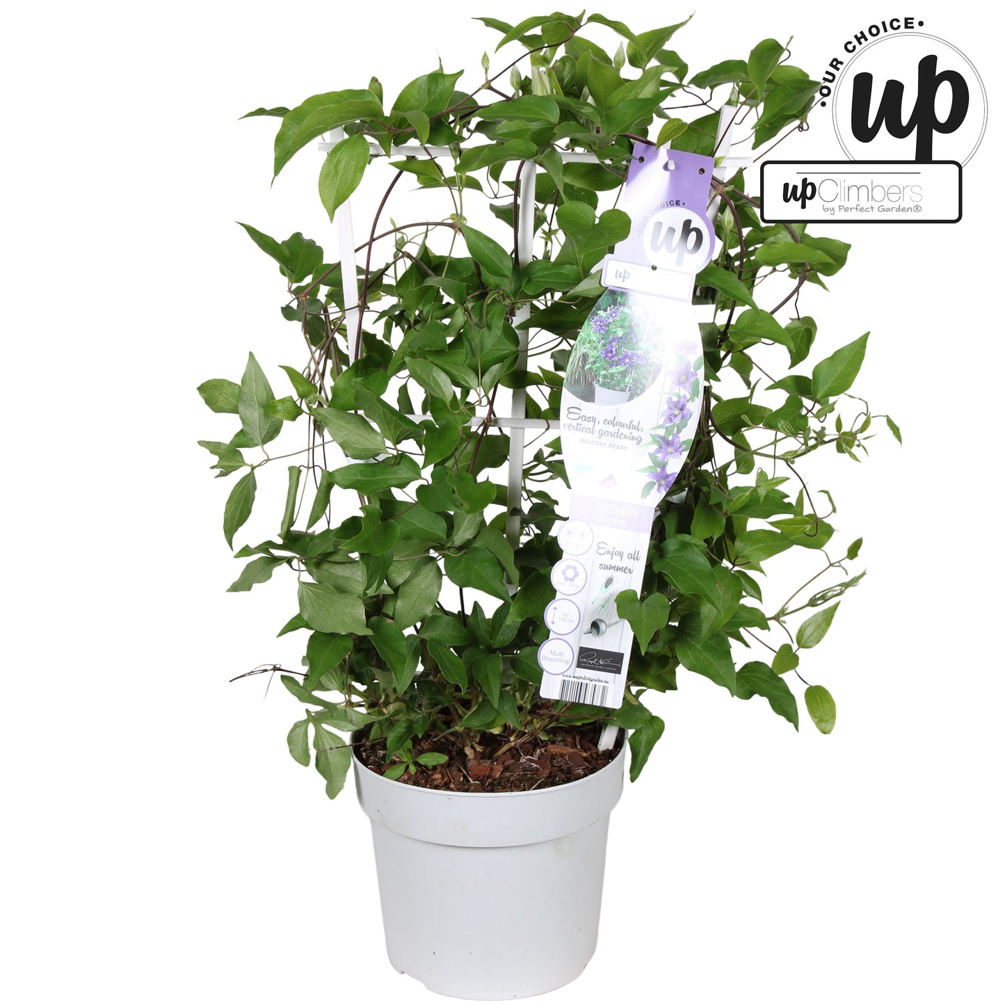 Clematis hybrid mix 70cm 19cm Pot