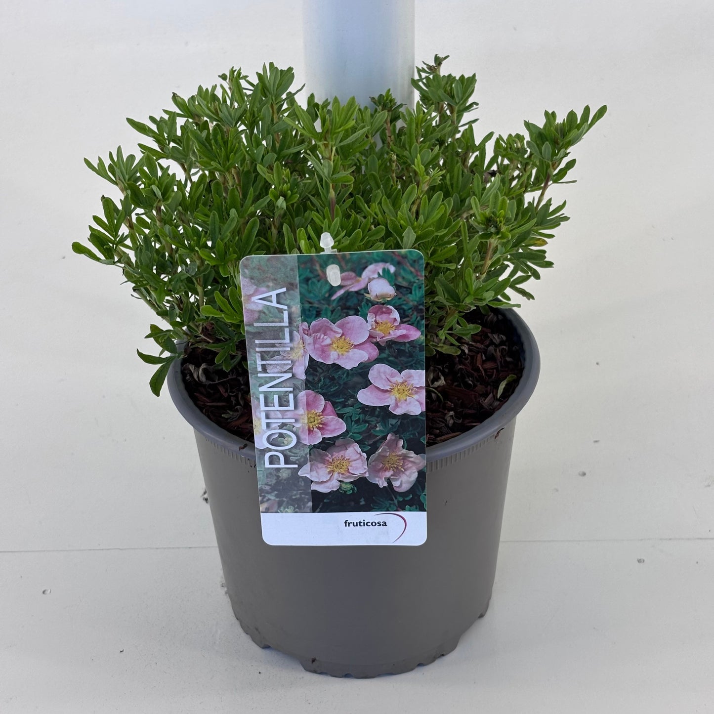 Potentilla fruticosa 20cm 19cm Pot