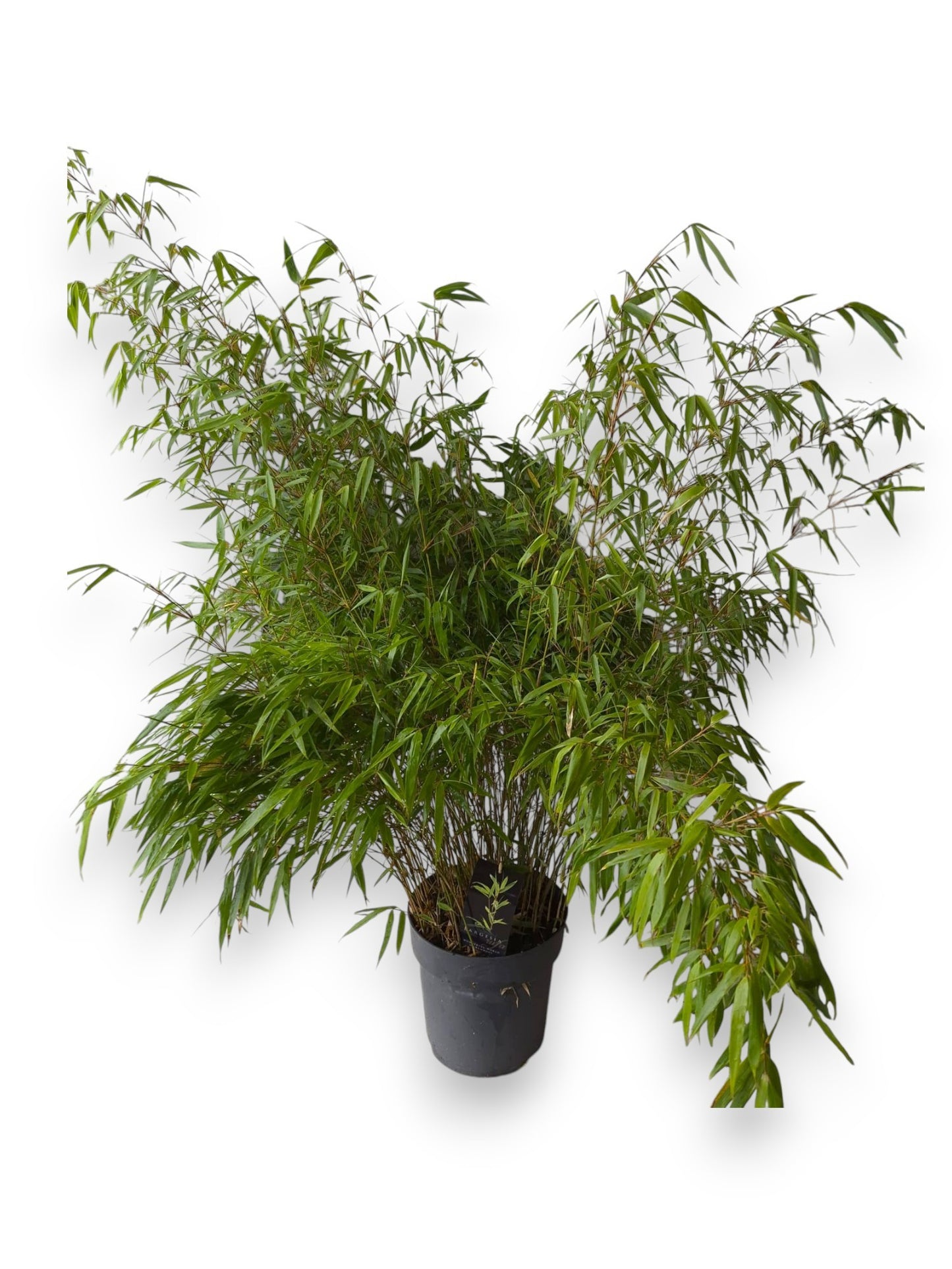 Fargesia rufa 110cm 27cm Pot