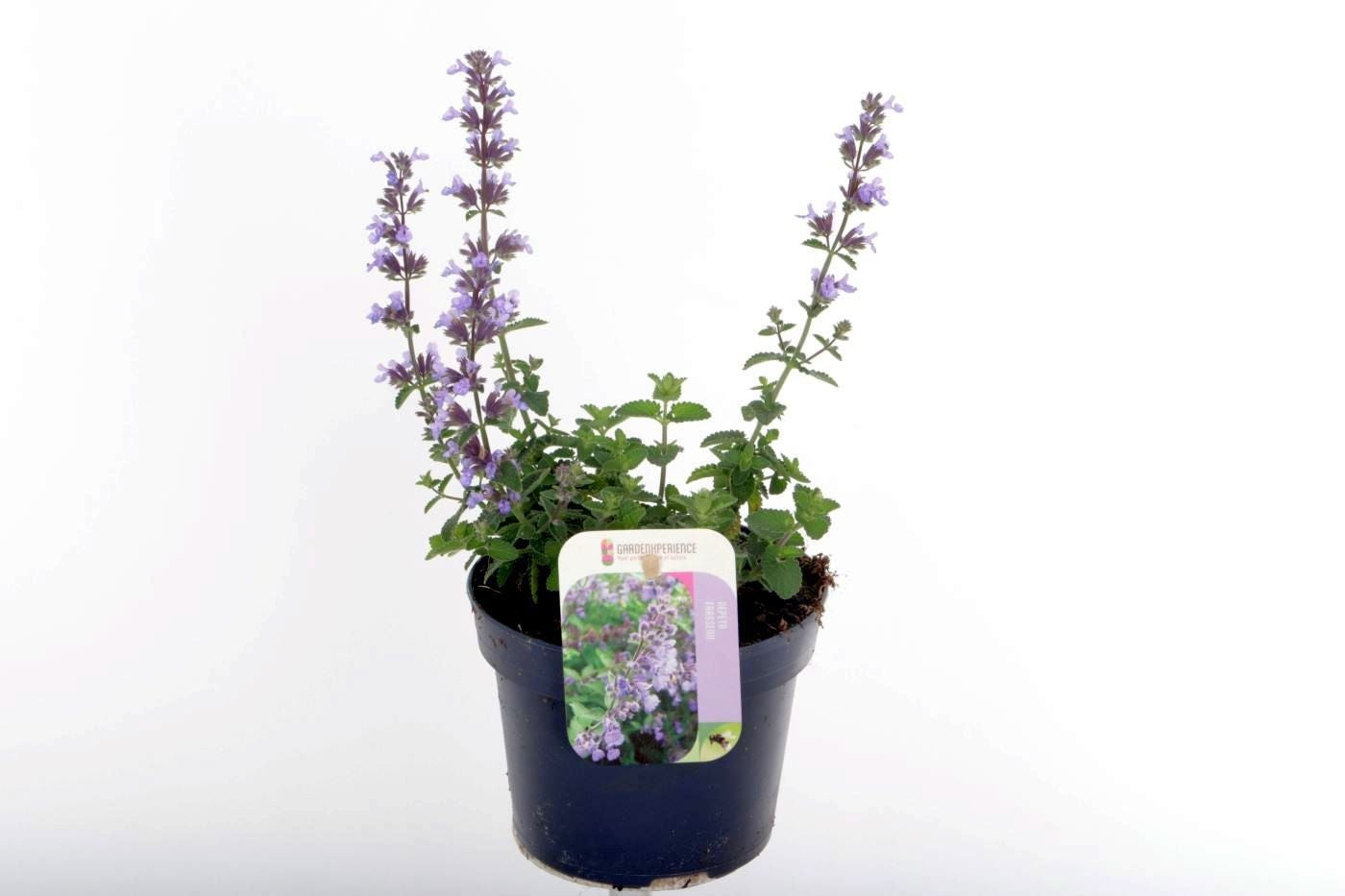 Nepeta faassenii 30cm 13cm Pot