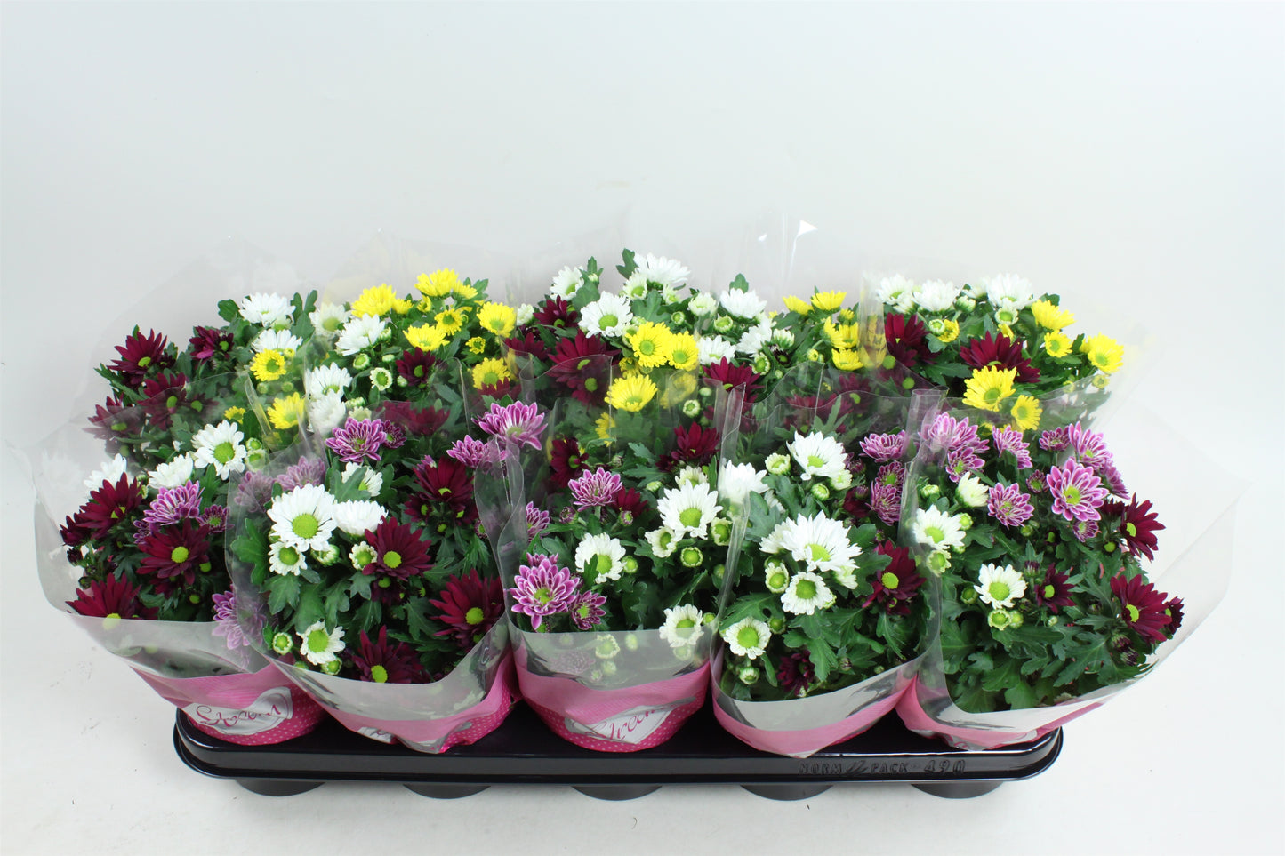 Chrysanthemum Stream carnaval 20cm 12cm Pot