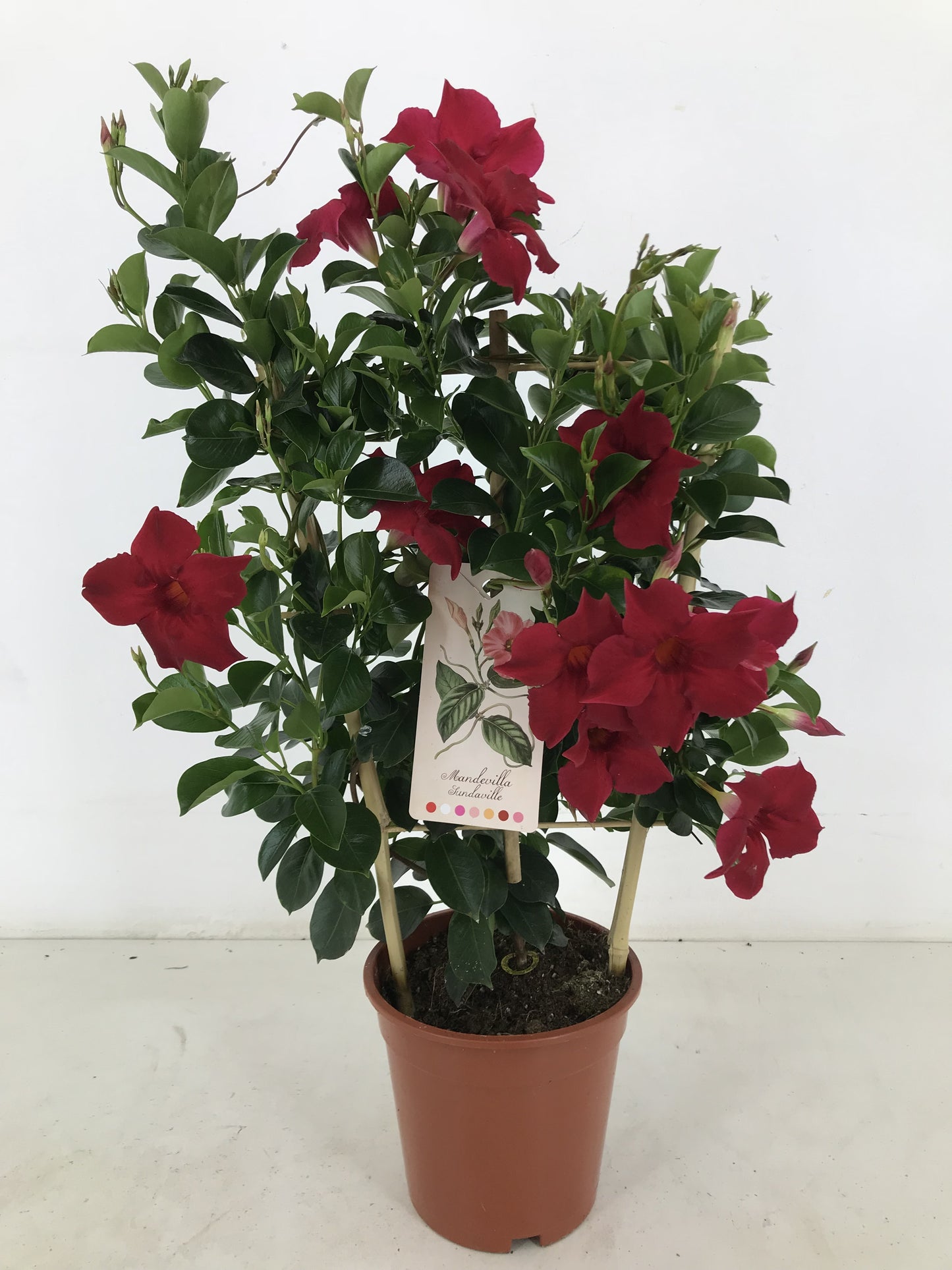 Mandevilla Red 55cm 17cm Pot