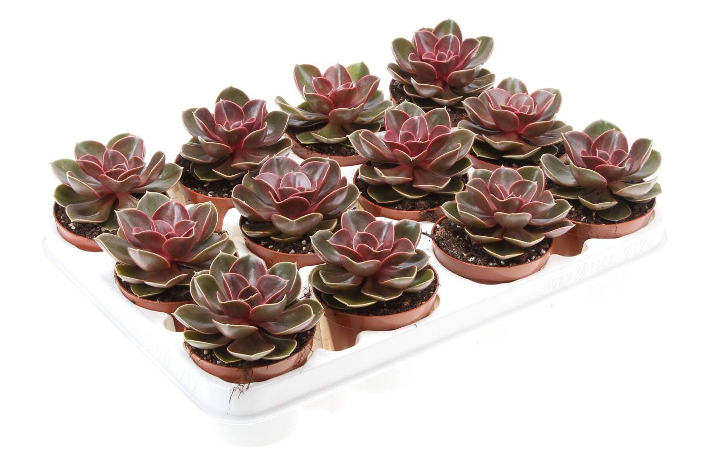 Echeveria Perle von Nuernberg 10cm Special Pot (508)
