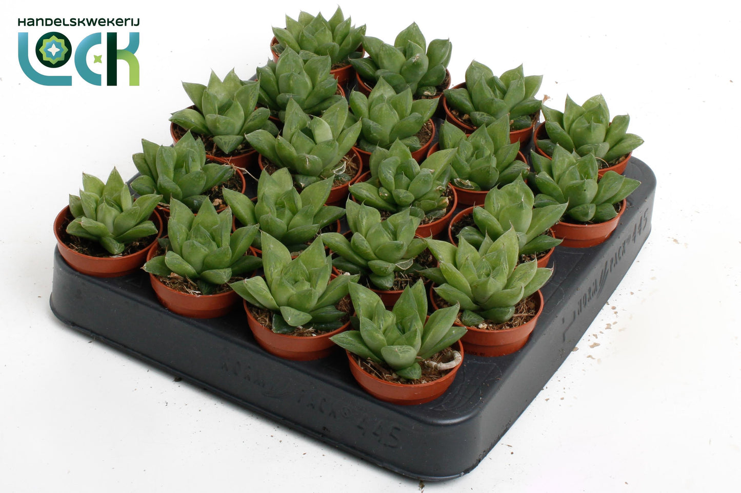 Haworthia cooperi 10cm 505cm Pot