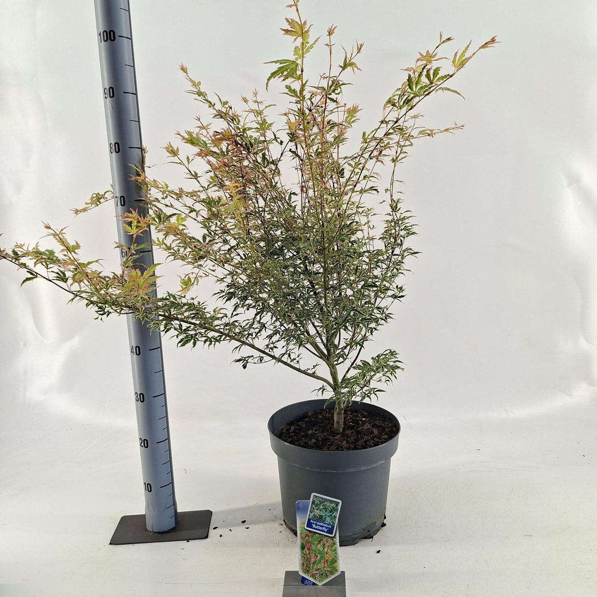 Acer Butterfly 90cm 29cm Pot
