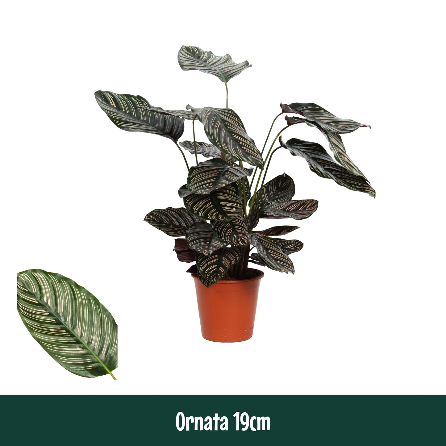 Calathea sanderiana 80cm 19cm Pot