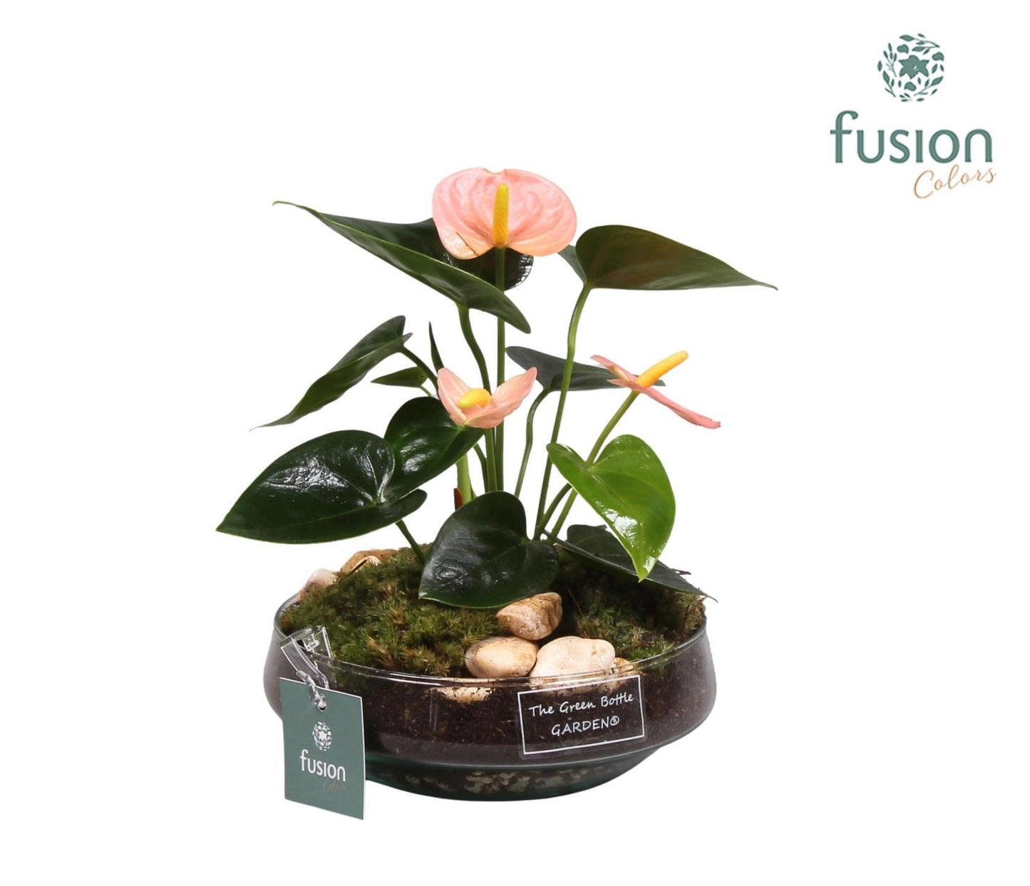 Fusioncolors BV Green Bottle Iris Small met Anthurium roze Pack of 3