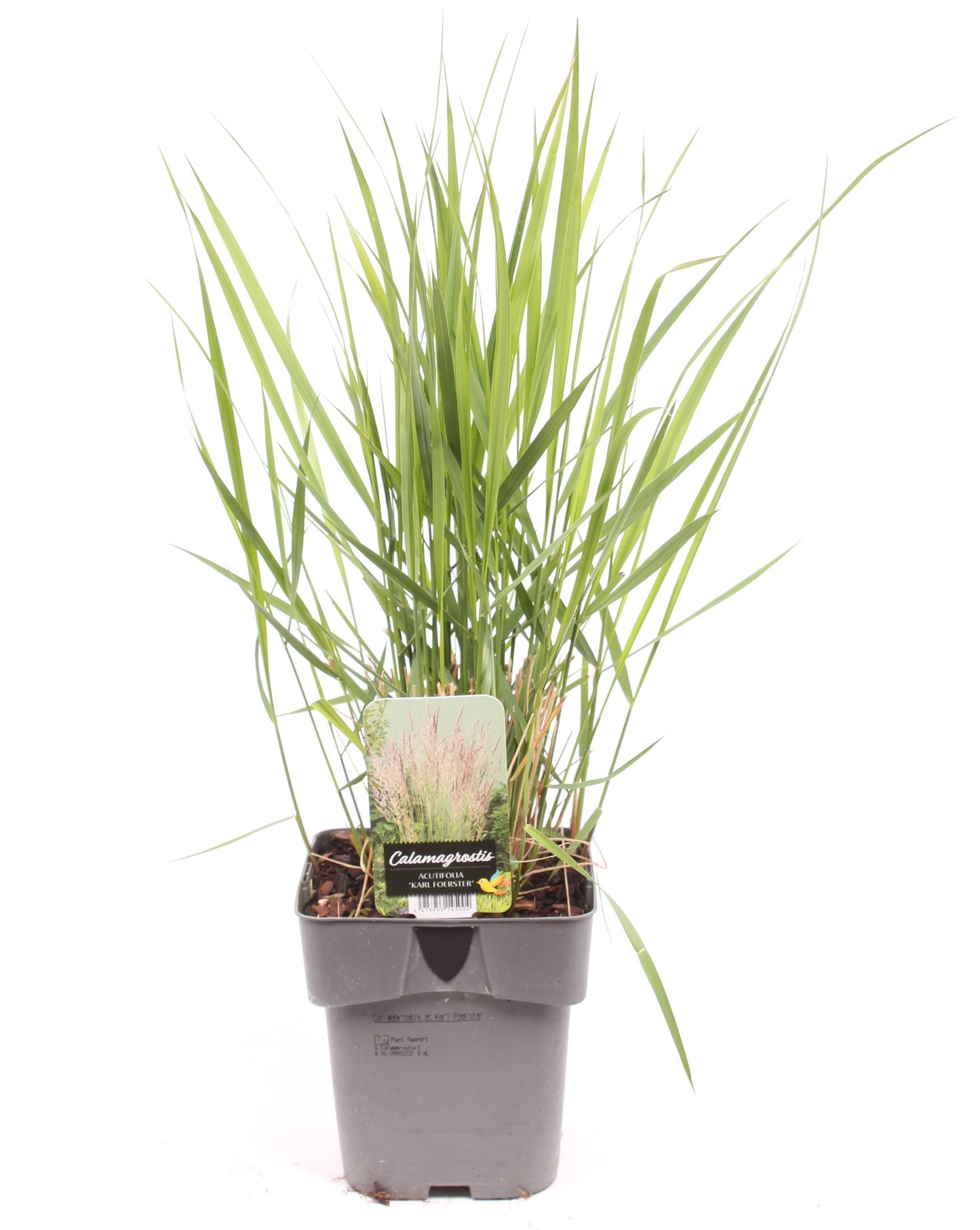Vredebest, Kwekerij Calamagrostis Karl Foerster Pack of 1