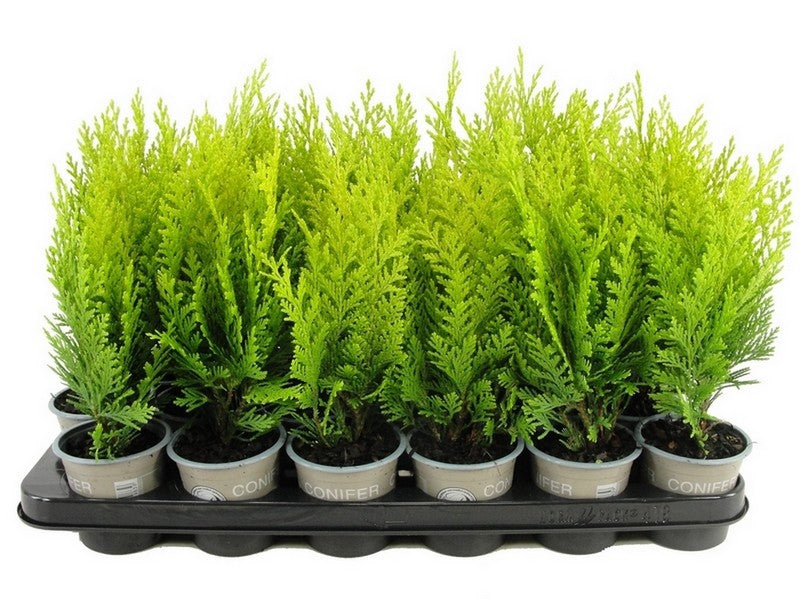 Chamaecyparis Alumigold 20cm 9cm Pot