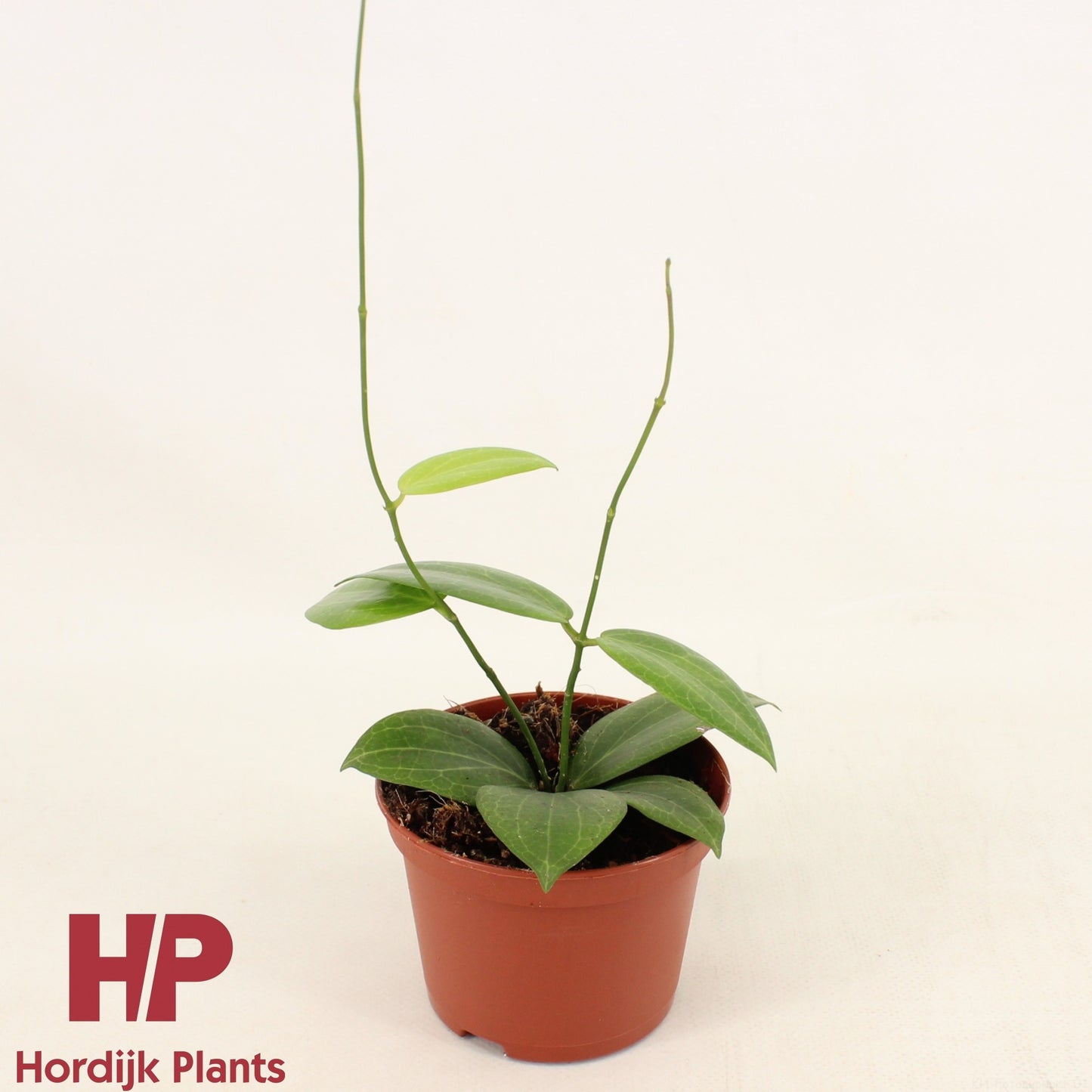 Hoya australis 20cm 9cm Pot