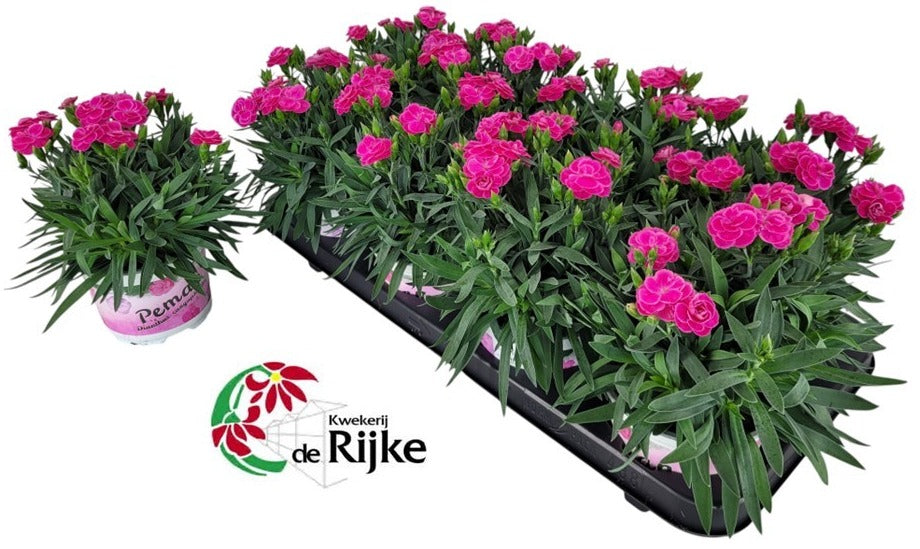 Dianthus Peman 24cm 12cm Pot