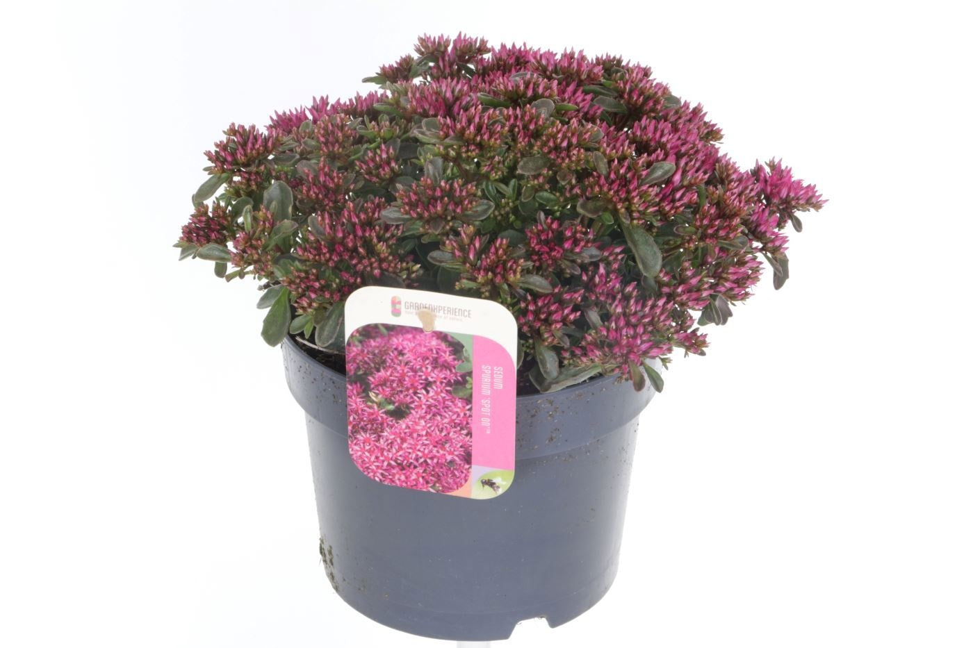 Sedum Spot on Deep Rose 25cm 17cm Pot