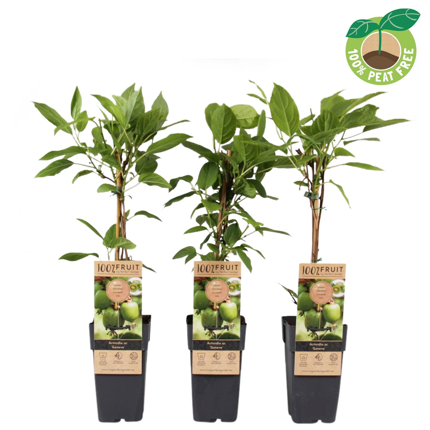 Actinidia arg. Geneva 50cm 15cm Pot