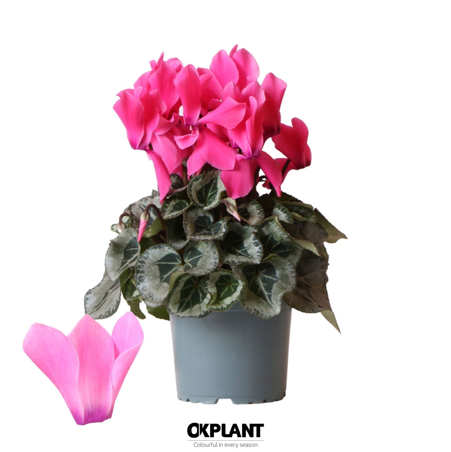 Cyclamen Rembrandt mix 26cm 12cm Pot
