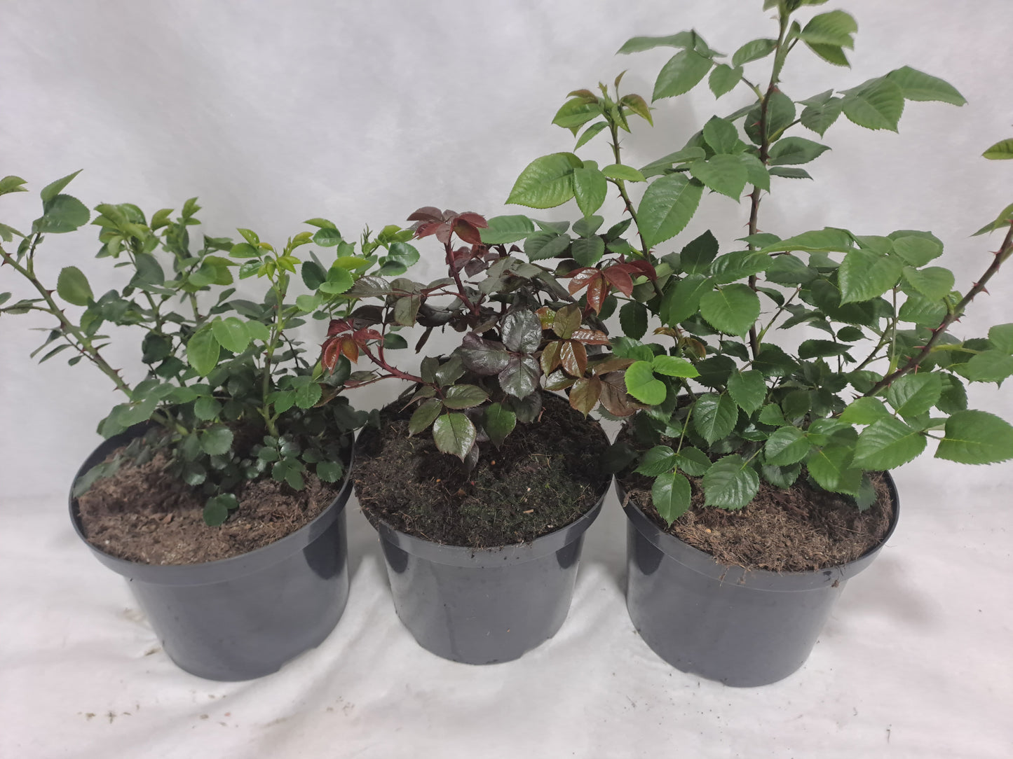 Roses mix 50cm 23cm Pot