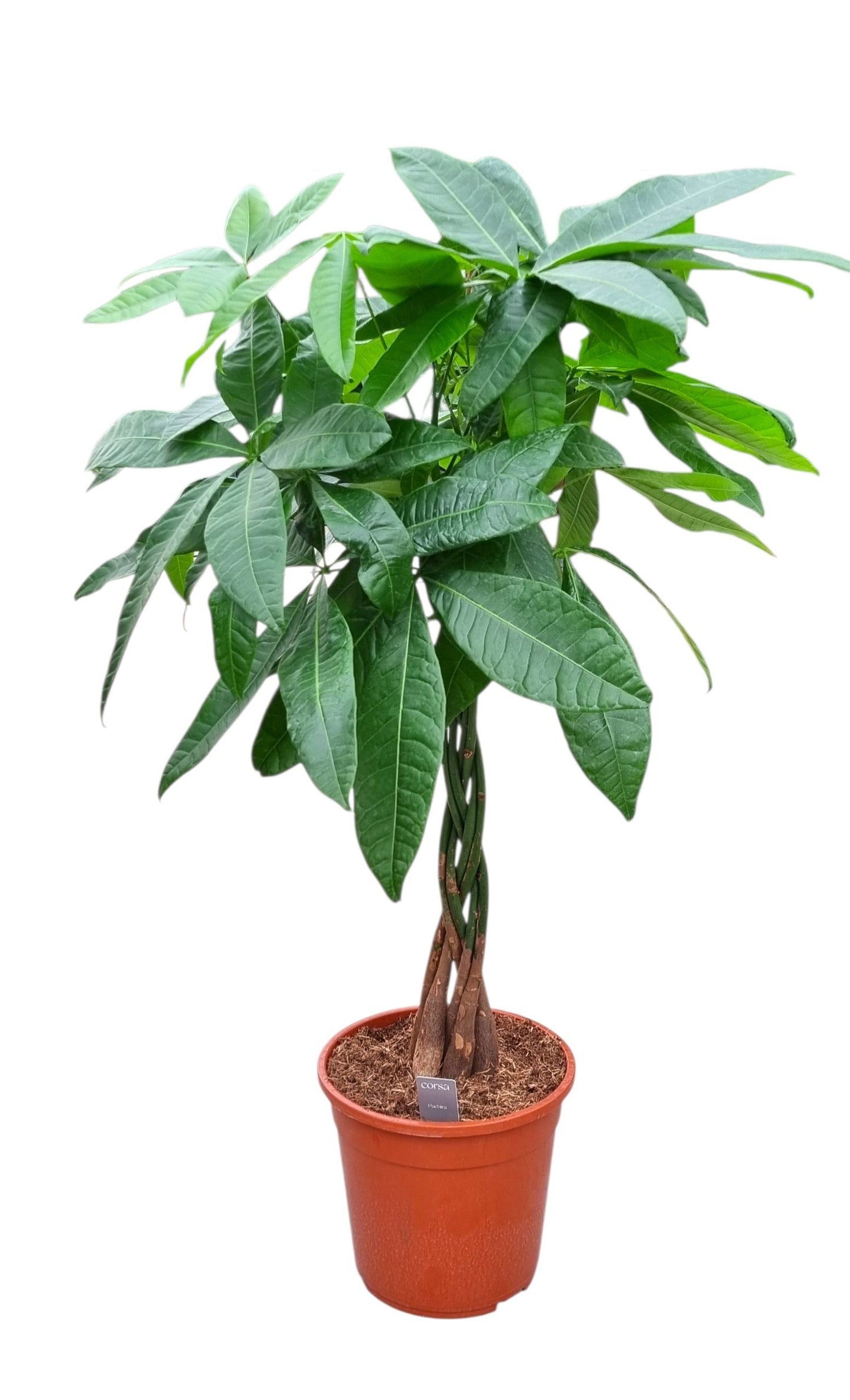 Pachira aquatica 90cm 24cm Pot