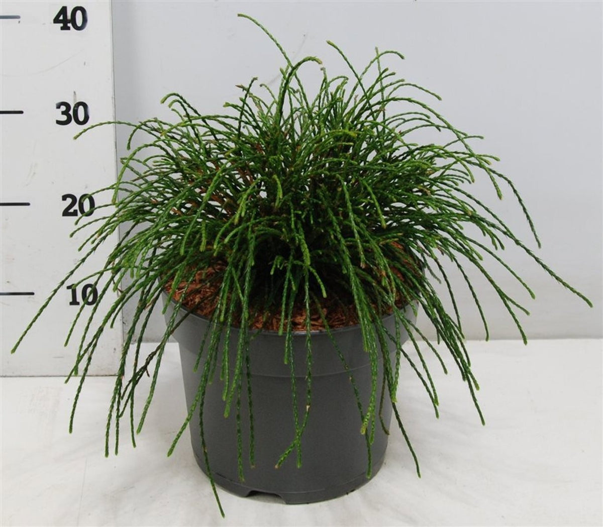 Thuja plicata Whipecord 40cm 26cm Pot