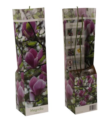 Magnolia sou. Susan 25cm 9cm Pot