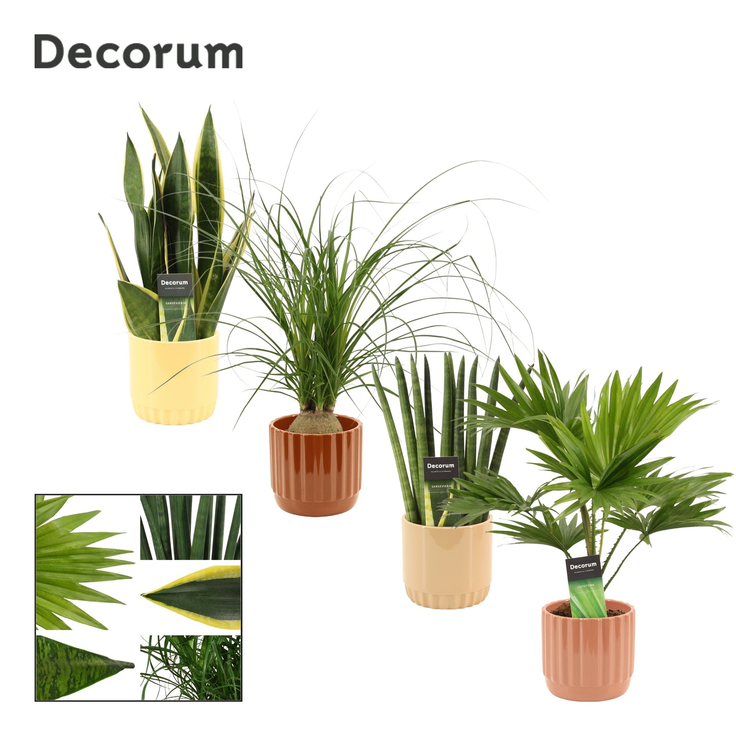 Foliage houseplants mix 35cm 12cm Pot