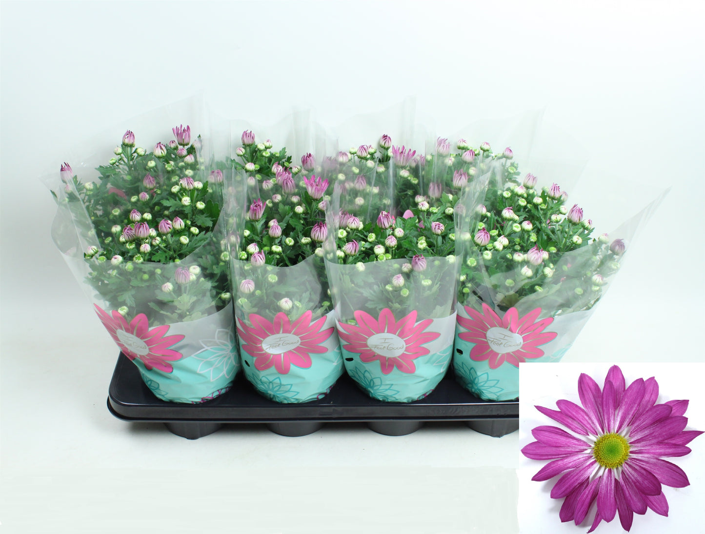 Chrysanthemum Rainbow Rosy 27cm 14cm Pot