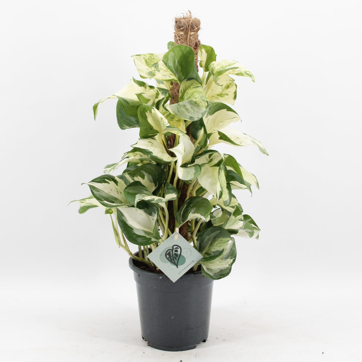 Epipremnum pinatum mosspole 65cm 17cm Pot