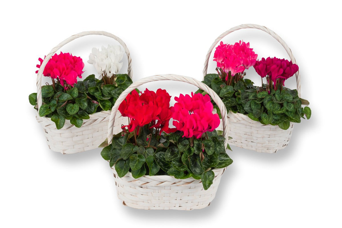 Cyclamen Compact mix 20cm 10.5cm Pot