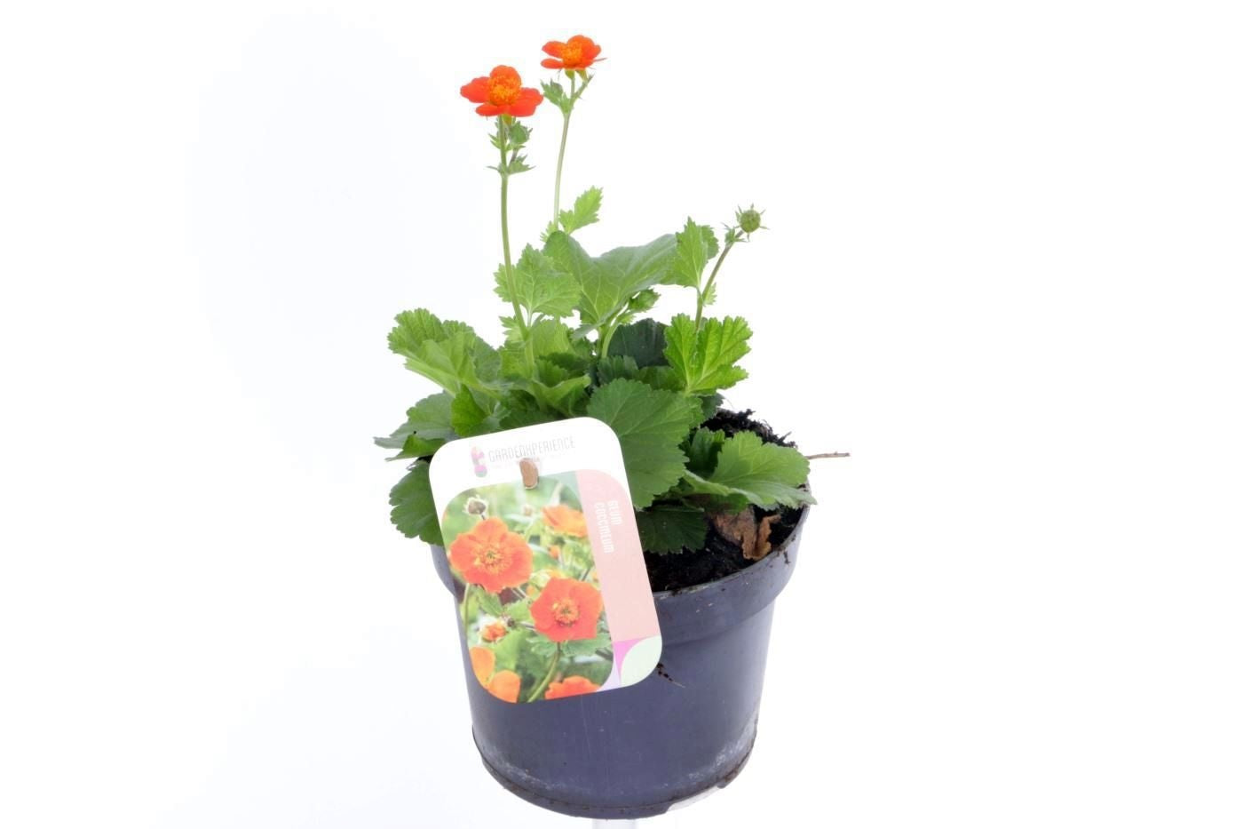 Geum coc. Tosai 25cm 13cm Pot