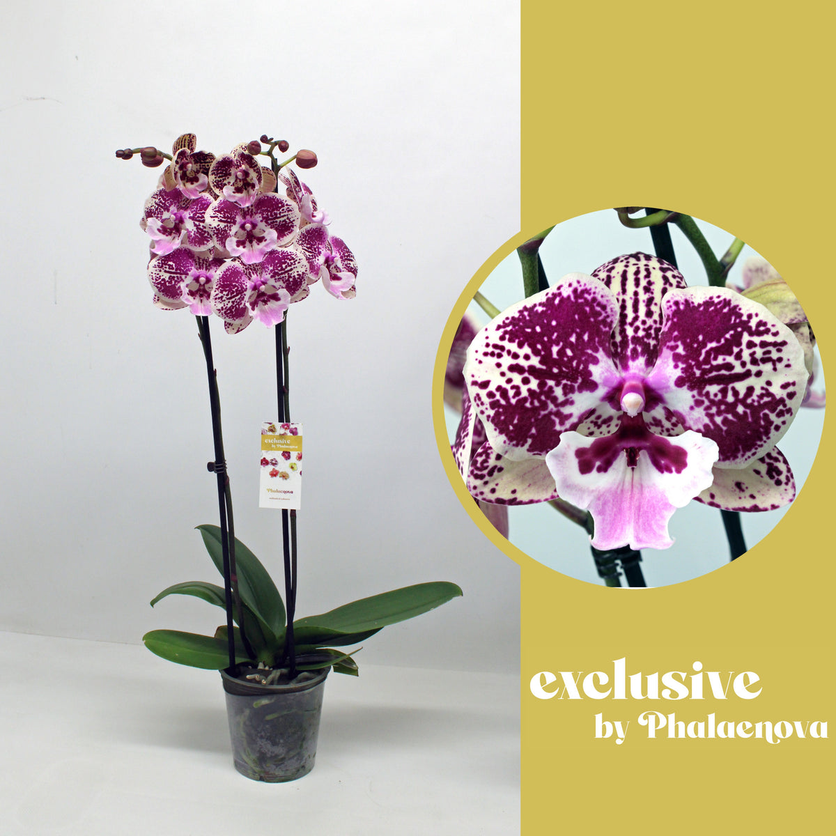 Phalaenopsis Hybrid 60cm 12cm Pot