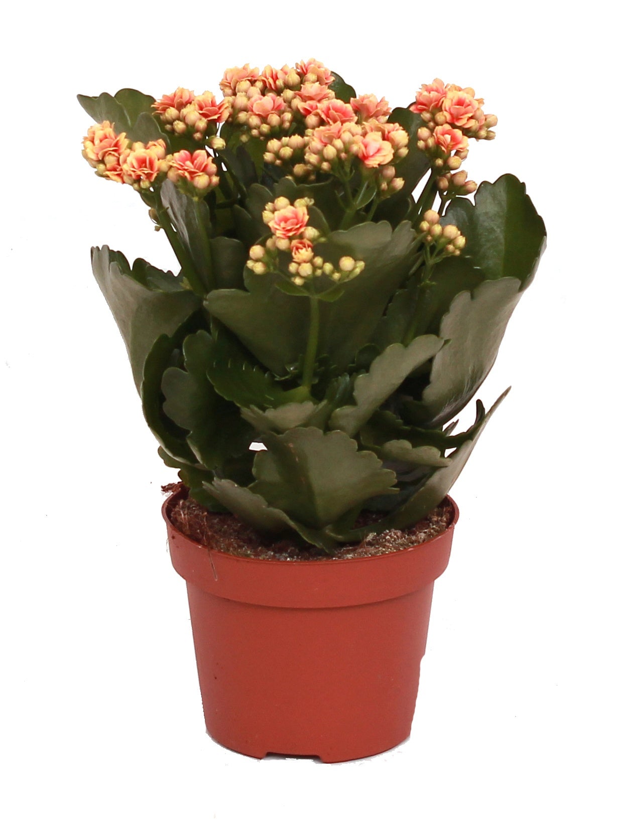 Kalanchoe Rosalina Feliz Bicolor 27cm 12cm Pot