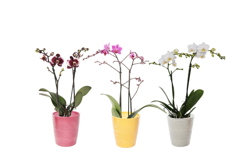 Phalaenopsis mix 45cm 12cm Pot