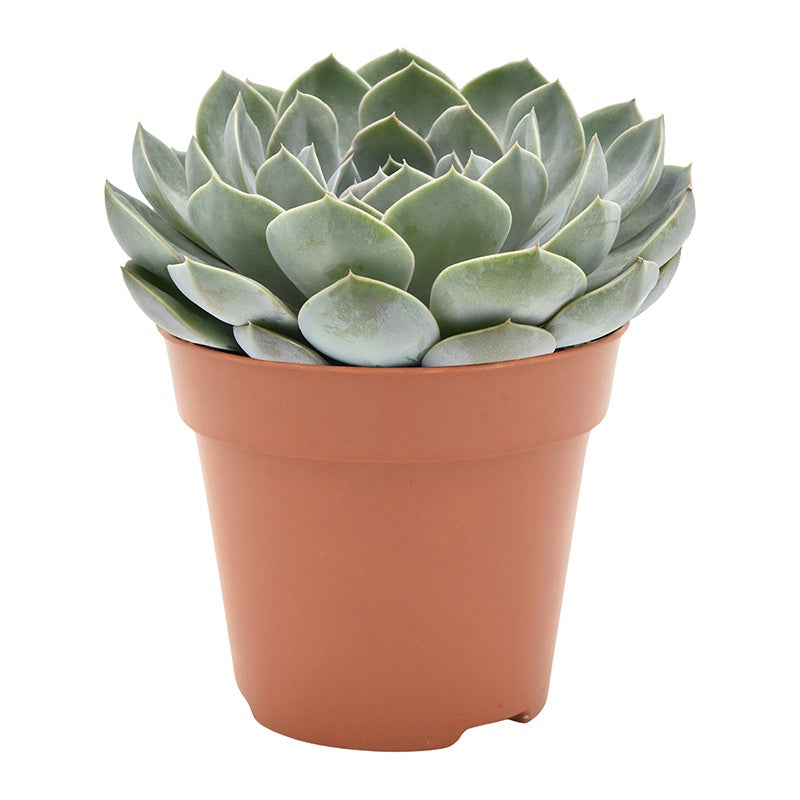 Amigo Plant VOF Echeveria Grande Cinza Pack of 8