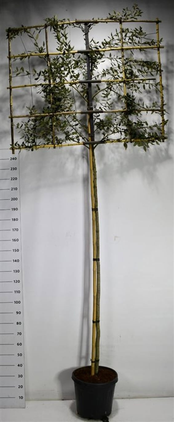 Quercus ilex 325cm 40cm Pot