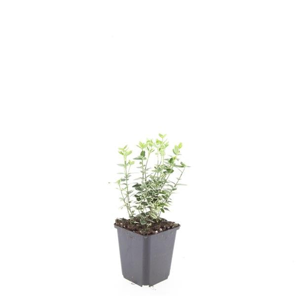 Euonymus Emerald Gaiety 5cm 9cm Pot