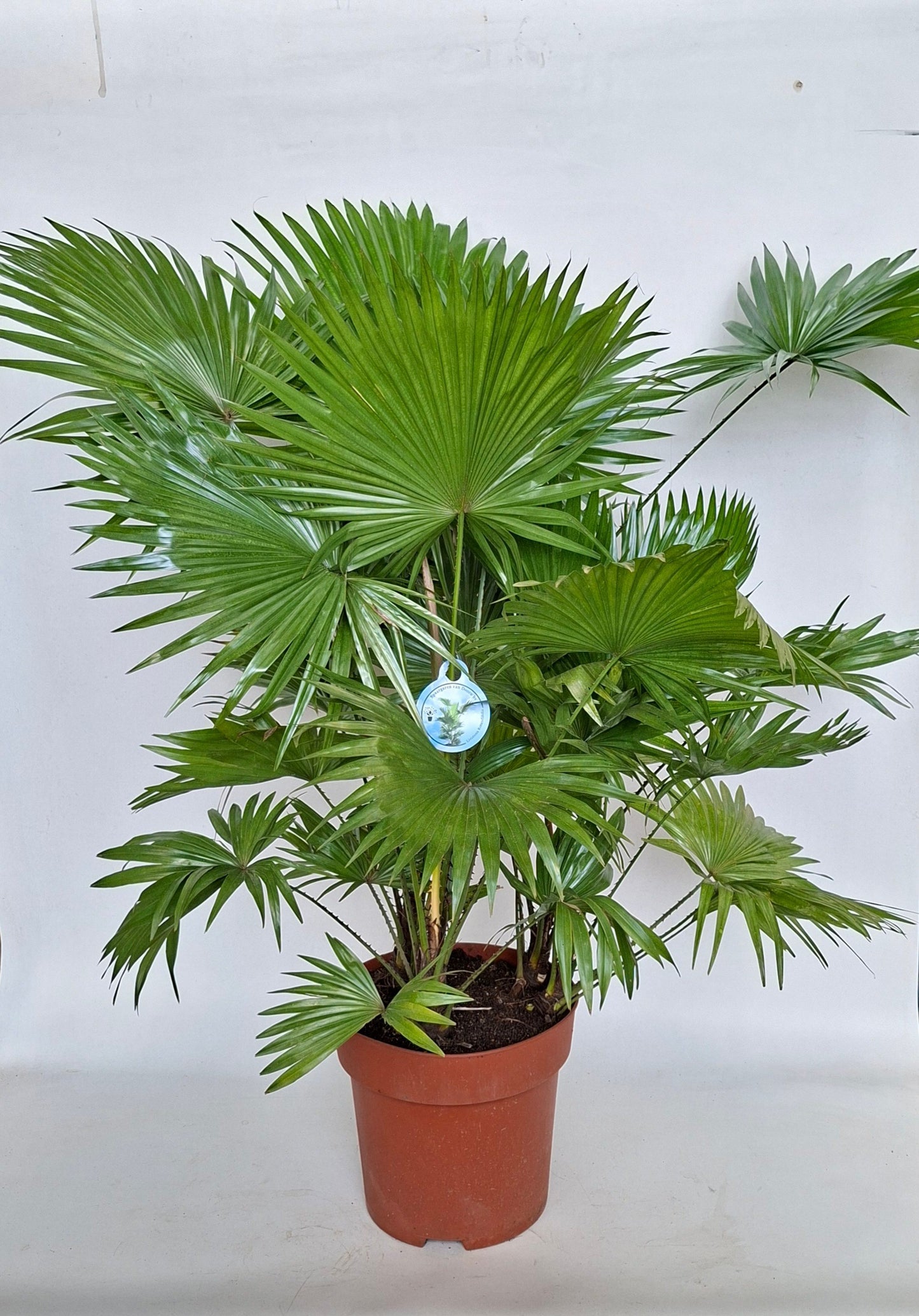 Livistona rotundifolia 110cm 29cm Pot