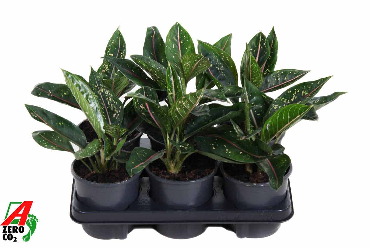 Aglaonema Hybrid 30cm 13cm Pot